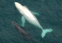 В Дании в узком заливе застрял кит