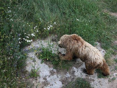 Голодные медведи напали на форелевую ферму в Касторье