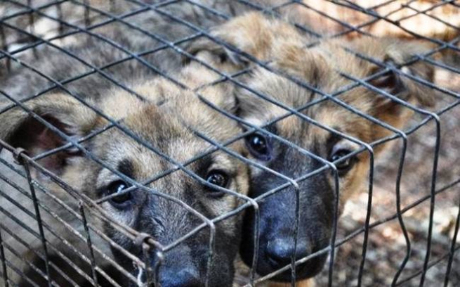 В Греции процветает торговля бездомными животными