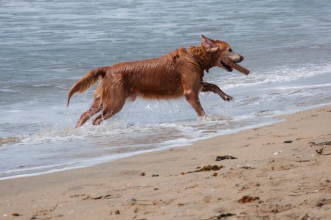 В Греции открылись пляжи для собак