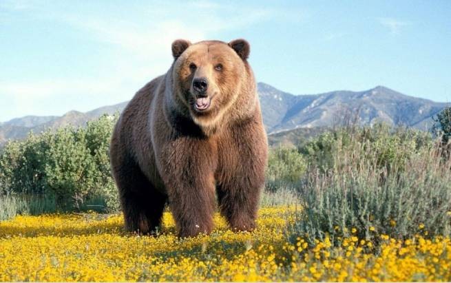 В канадском парке Альберты медведь убил двух туристов (видео)