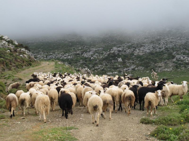 Оспа косит греческих овец