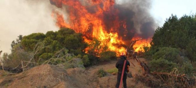 Пожар на Хиосе уничтожил ценные деревья мастихи