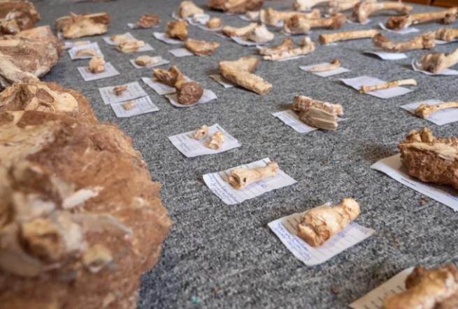 На Лесбосе найдены окаменелые кости животных, живших на острове 2 млн лет назад
