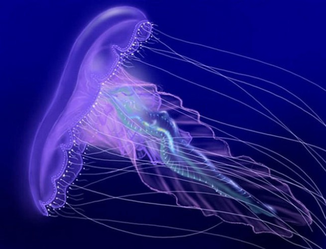 "Двойное нападение" фиолетовой медузы в Ханье