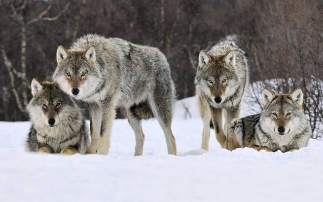 Волки держат в страхе жителей горных районов Фтиотиды и Эвритании (видео)