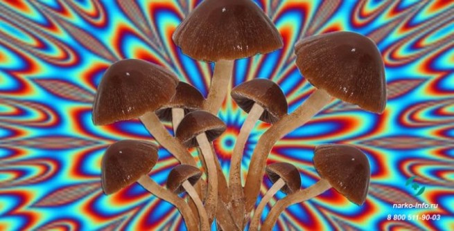 Галлюциногены или "волшебные" грибы впервые изъяты в Эпире у студента