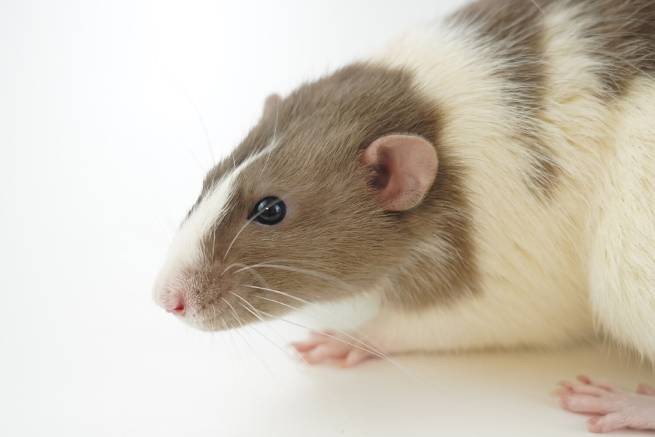Гарнир, основное блюдо или биодобавки? Головы мышей обнаружены в еде