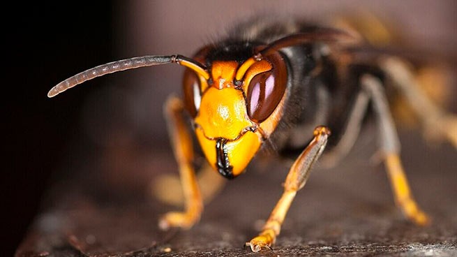 Оповещение об азиатских осах, уничтожающих пчел в Европе