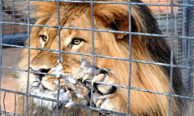 Партия зеленых требует закрыть зоопарк на Кипре