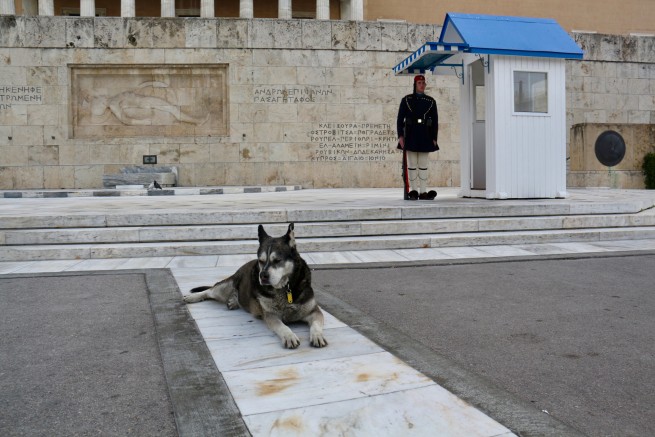 Домашние и бездомные животные в Греции: некоторые положения закона