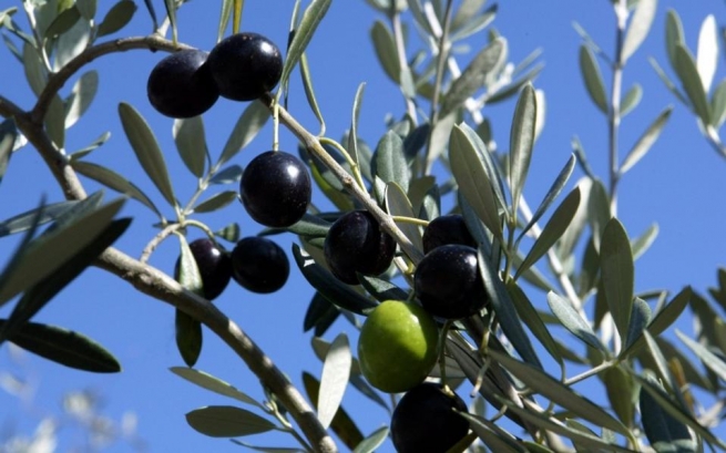 Поддельное оливковое масло продавали на севере Греции