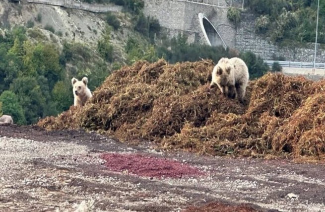 Мецово: медвежата пришли полакомиться виноградом