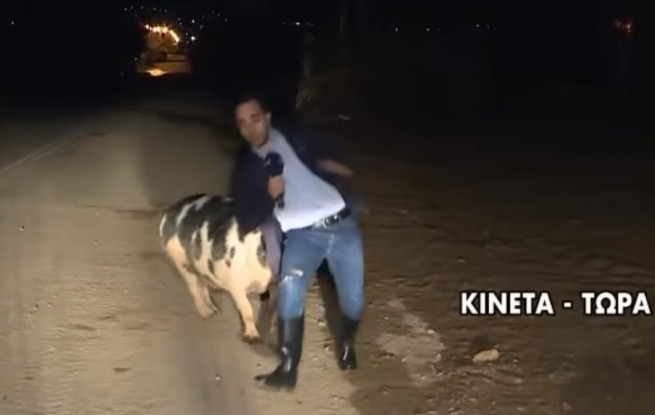 В Греции свинья «атаковала» журналиста и сорвала прямой эфир