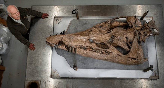 Обнаружен окаменелый череп огромного морского чудовища