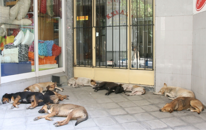 В Греции повсеместно создадут приюты для бездомных животных