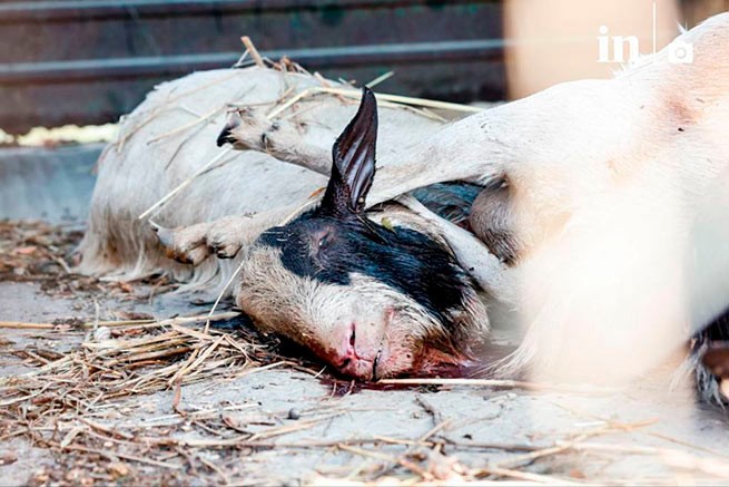 Более 100 000 животных утонуло во время наводнения в Фессалии: грядет повышение цен на мясо