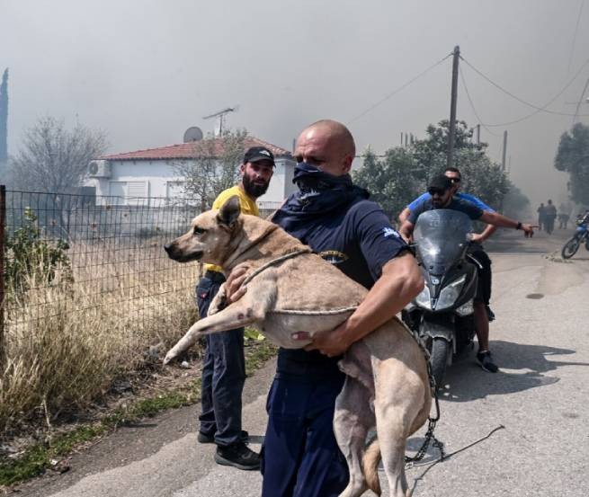 Тысячи животных, оказавшихся в огненной ловушке, погибли на пожарах в Европе