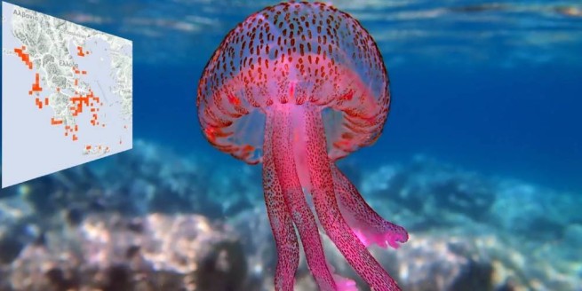 Вся правда о фиолетовых медузах: в каких регионах Греции они часто встречаются, насколько опасны
