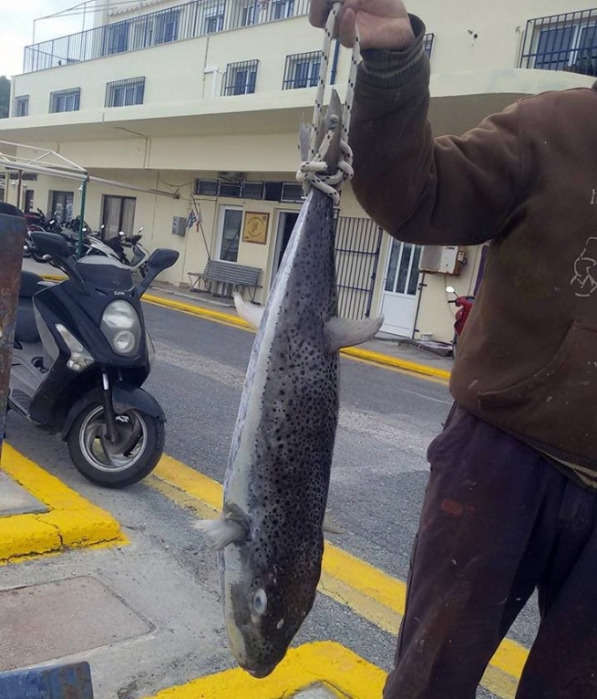 Крит: гигантскую ядовитую лягву поймали местные жители