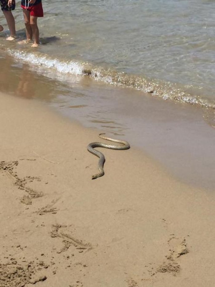 Змеи в анапе в море. Морская змея Гоа. Змеи на генеральских пляжах в Крыму. Генеральские пляжи змеи. Морские змеи в Крыму.