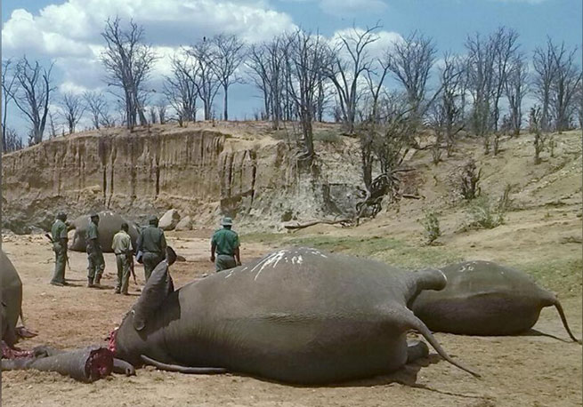 ФОТОГРАФИИ: Группа слонов, которые, как считается, были убиты браконьерами, лежат мертвыми в водопое в Национальном парке Хванге в Зимбабве 26 октября 2015 года. REUTERS / Stringer / File Photo