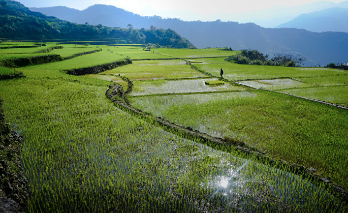 © flickr.com, Mackenzie Molina Рисовые поля в провинции Калинга, Филиппины