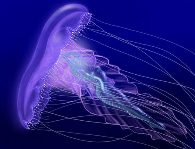 Ожоги от медуз в средиземном море
