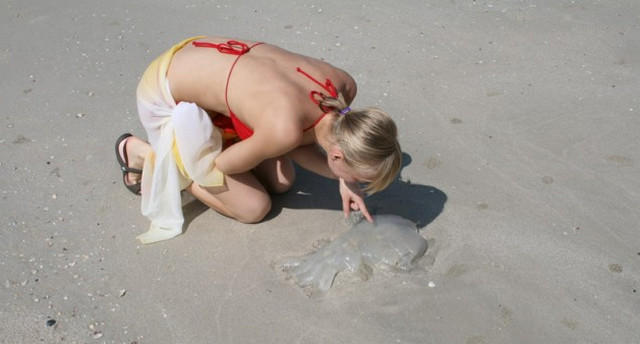 Осторожно медузы