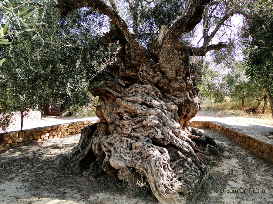 Старейшее оливковое дерево на Крите