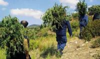 Критские полицейские уничтожили плантации конопли