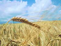 В Греции ждут повышения цен на зерно