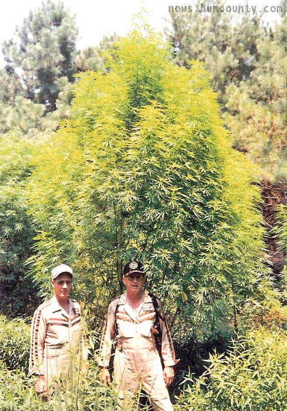 дерево марихуана