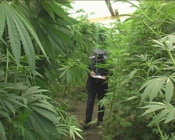 Дерево ли конопля работа на плантации марихуаны