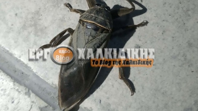 Гигантское насекомое появилось в Греции