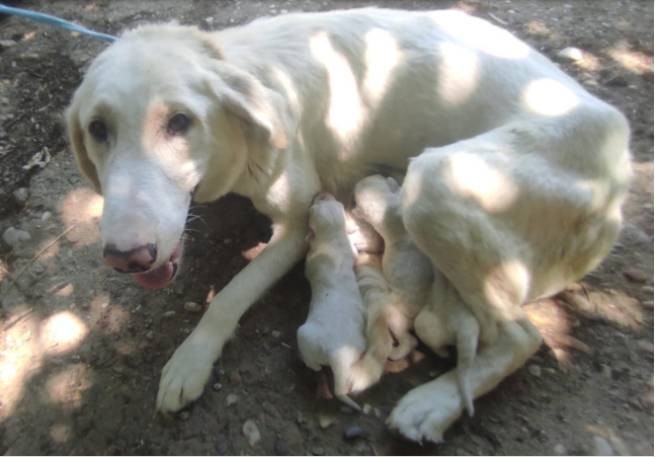 Арест за попытку выбросить новорожденных щенков