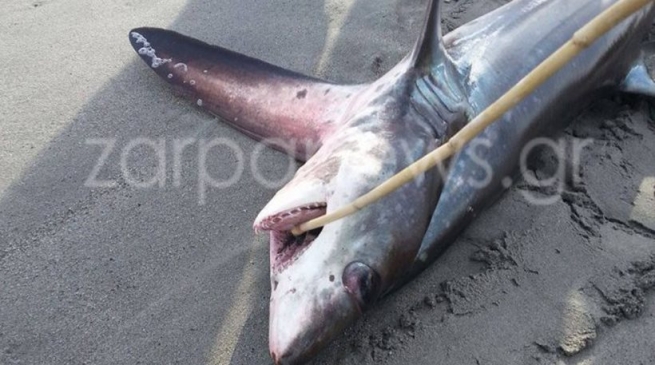 Крит: трехметровая акула выбросилась на берег