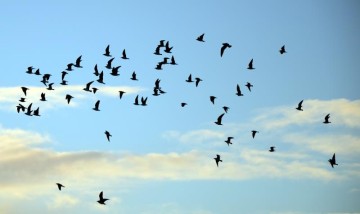 30 млн перелетных птиц останавливаются на островах Греции