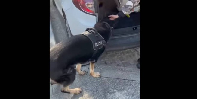 Полицейская собака унюхала героин и кокаин в детском автокресле