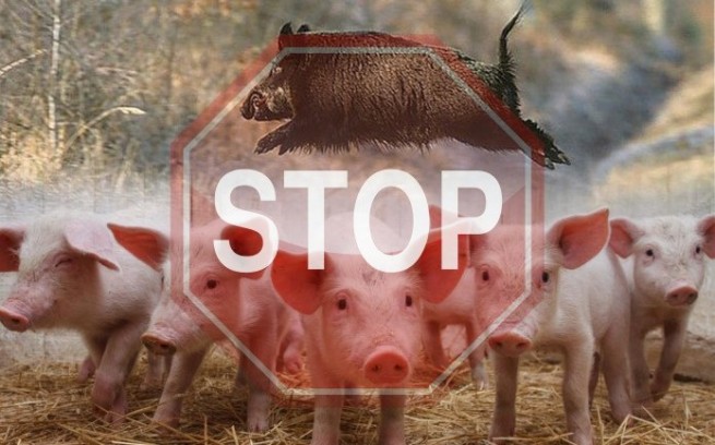 В Греции вспышка африканской чумы свиней