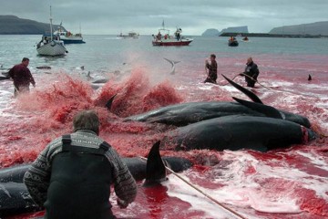 Ошибка жителей Фарерских островов стоила жизни 53 китам