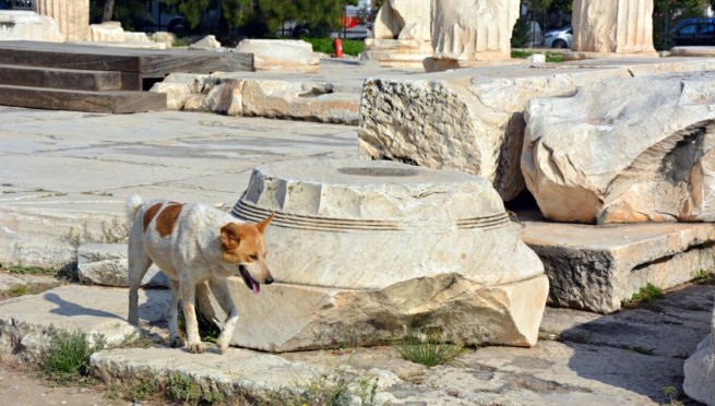 Присутствие домашних животных на объектах археологических раскопок