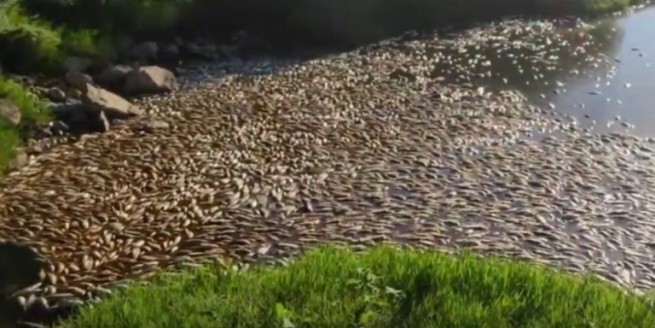 В озере Исмарида всплыло несколько тонн мертвой рыбы
