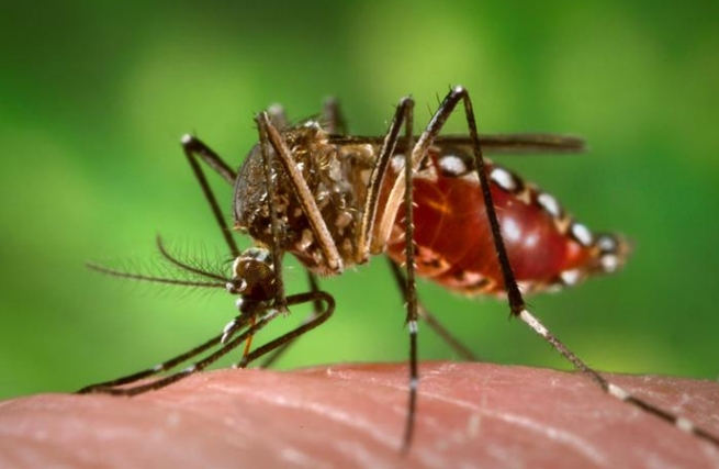 Семь причин, по которым комары кусаются вас чаще, чем всех остальных