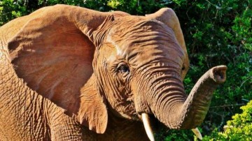Зимбабве: слоны, как средство борьбы с экономическим кризисом