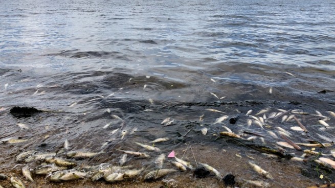 Коринфский пляж заполонила мертвая рыба