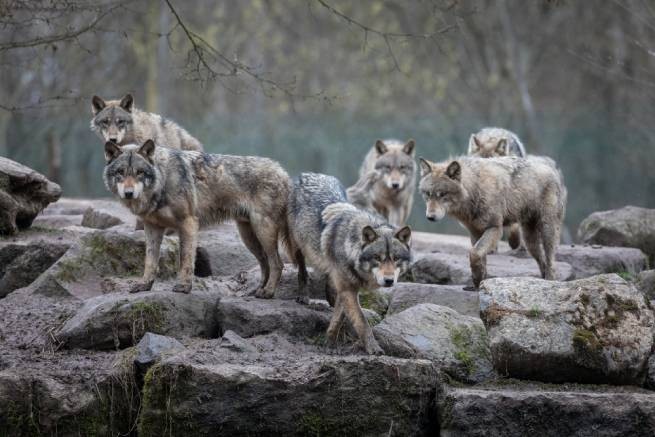 Серрес: атаки волков ввергают животноводов в отчаяние
