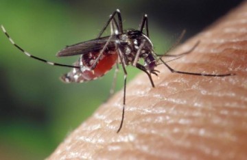 Как естественным образом отпугнуть комаров