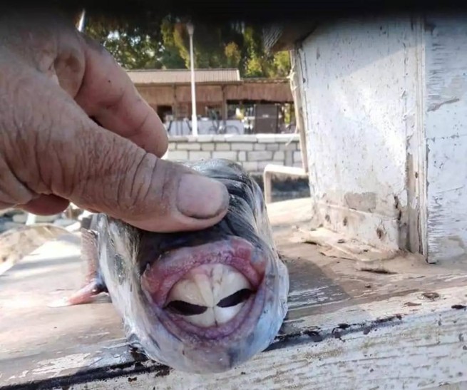 Опасная рыба-кролик снова появилась в греческих морях