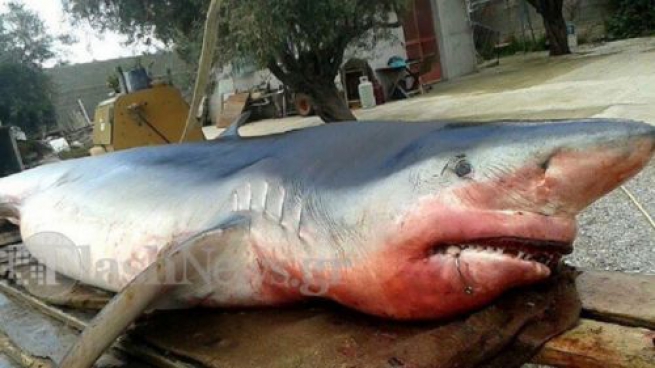 Акулы в Греции? Большая белая акула на острове Самос